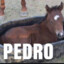 Pedro