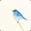 bluebird