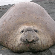 Brown (Just a melee creep)