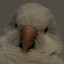 Mr.Birds