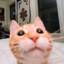 EL GATO