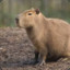 Capivara Crazy