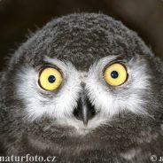 das hyperaktive murmeltier_