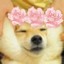 Gregg