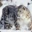 Snow Leopard