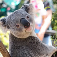 Koala