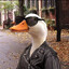 scholarisT-
