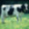 big blurry cow
