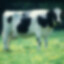 big blurry cow