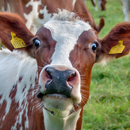 Tax Cattle avatar