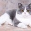 短毛猫