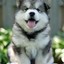 Huskie-