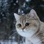 котик в ЗОНЕ