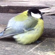 синичка без яичка