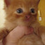 Lucavii-