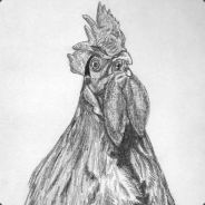 Chicken_1210
