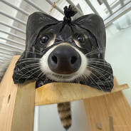 raccoon enjoyer