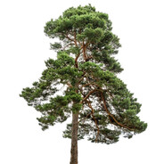 LITE | сосну за 500