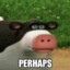 perhaps cow