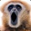 Gibbon