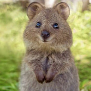 Quokka Steam avatar
