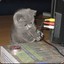 kittencaboodle