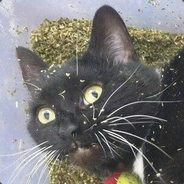 masturbating gamer 13