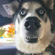 少林寺驻峨眉山办事处