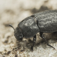 Cysiu