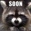 SoonRaccoon