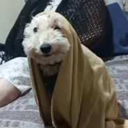 El Asistidor de Causas