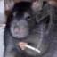 Rat №1