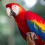 Mauveparrot0