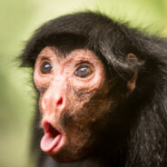 Задумчивый Бабай