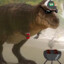 Rexy