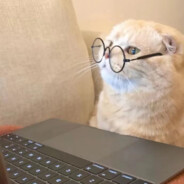 火麻人没头脑LXY