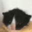 Meownad