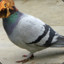 Emperor Pigeon