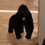 gorilla cat
