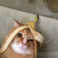 一只猫