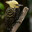 Celeus flavescens