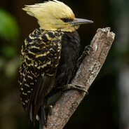 Celeus flavescens