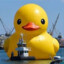 bigduckenergy