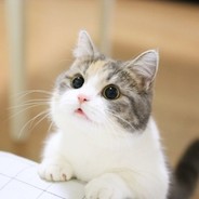 Luci