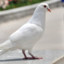 A_Pigeon_Coo