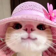 KITTY KITTY MEOW MEOW