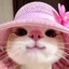 KITTY KITTY MEOW MEOW