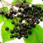 Elderberries