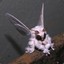 VENEZUELAN POODLE MOTH