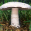 PECURKA